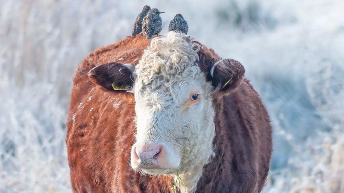 Eropuit in de natuur? Dit is er in februari te doen in Groningen