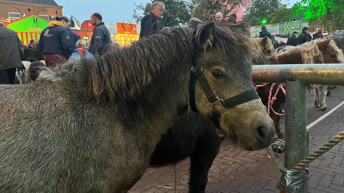 Pony- en paardenmarkt in Heeten: handjeklap, gehinnik en uitkijken voor de poep