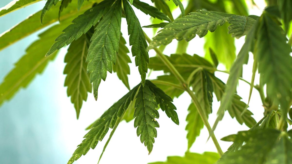 Politie vindt dode man in voortuin in Schimmert