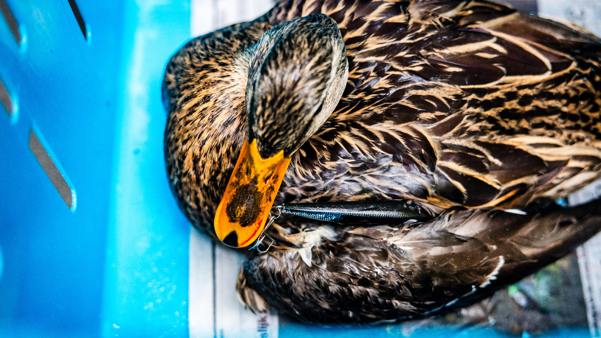 Aan de snavel van de eend zat vistuig.