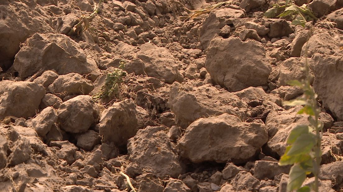 'De natuur is wel toe aan een buitje'