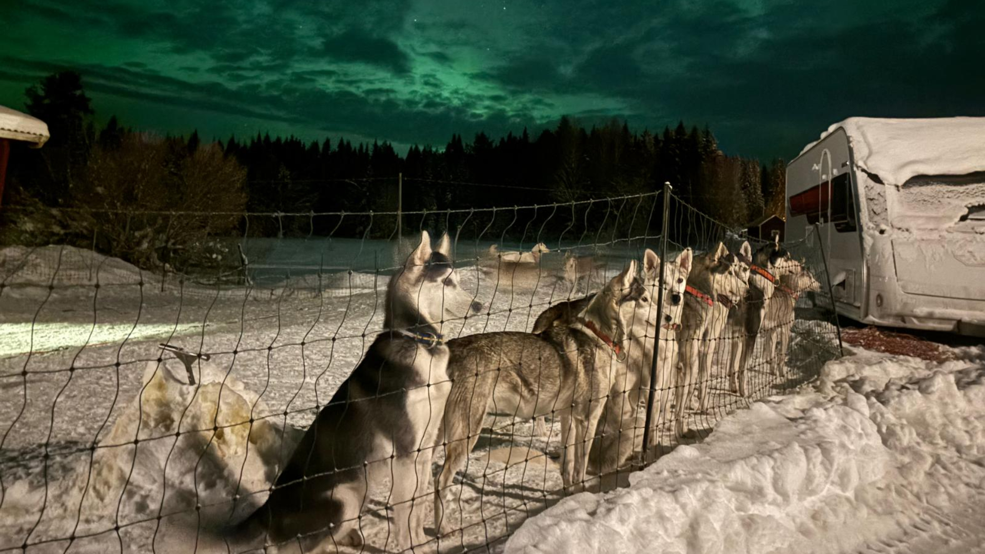 De huski's van Roderick en Anita in Scandinavië bij het noorderlicht.