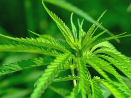 Man (43) uit Meppel aangehouden in drugsonderzoek