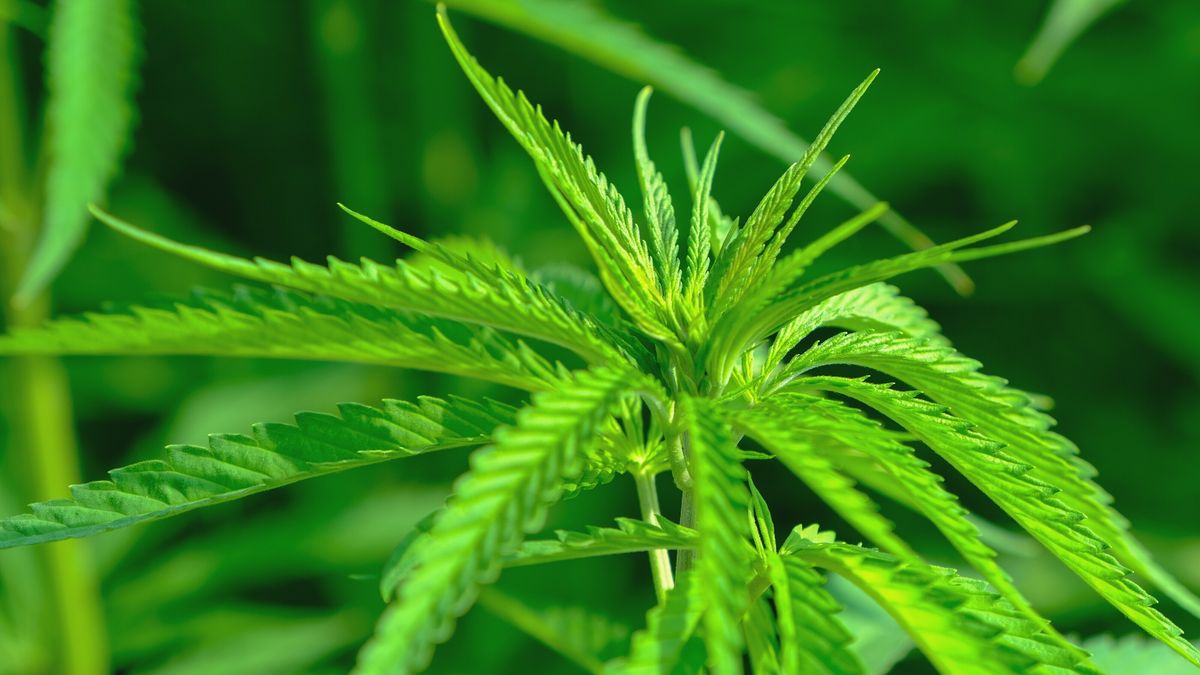 Man (43) uit Meppel aangehouden in drugsonderzoek