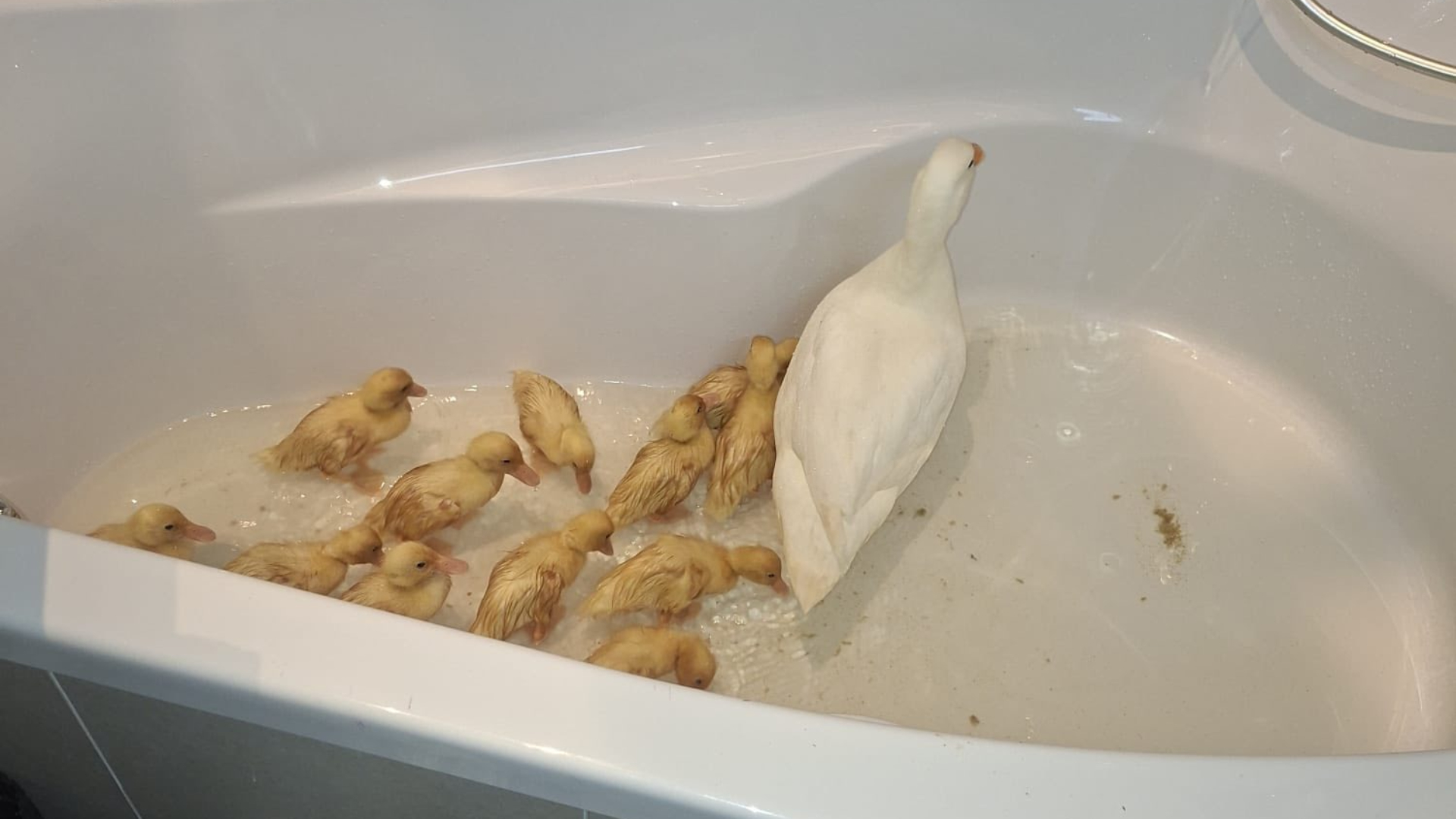 In een klein laagje water konden de kuikens wennen aan het water