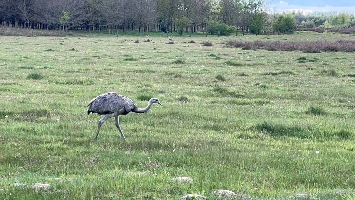 Loslopende nandoe nog altijd niet gevangen