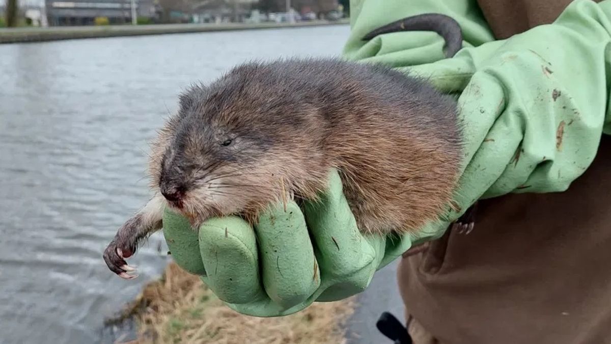 In deze gemeente zijn de meeste muskusratten van de regio gevangen