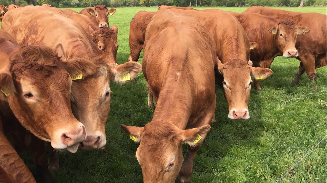 Limousin runderen