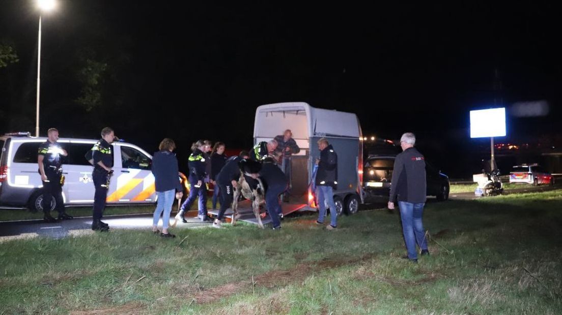 Het kalf kon uiteindelijk gevangen worden