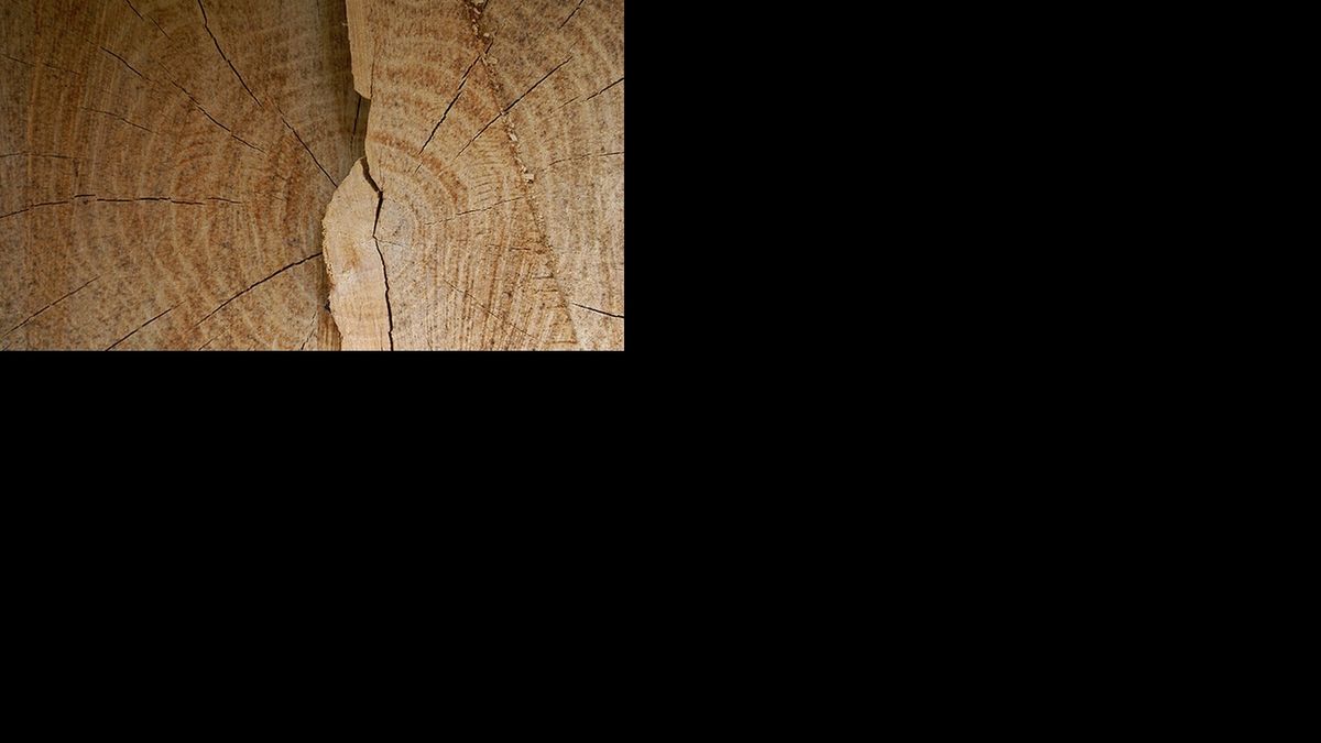 Oud-burgemeester De Marne moet 480 bomen kappen