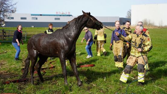brandweer redt paard | Gewonde bij ongeval op N35 bij Nijverdal. brandweer redt paard | Gewonde bij ongeval op N35 bij Nijverdal.
