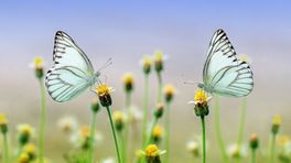 Biodiversiteit klinkt mooi, maar wat ís het nou eigenlijk?