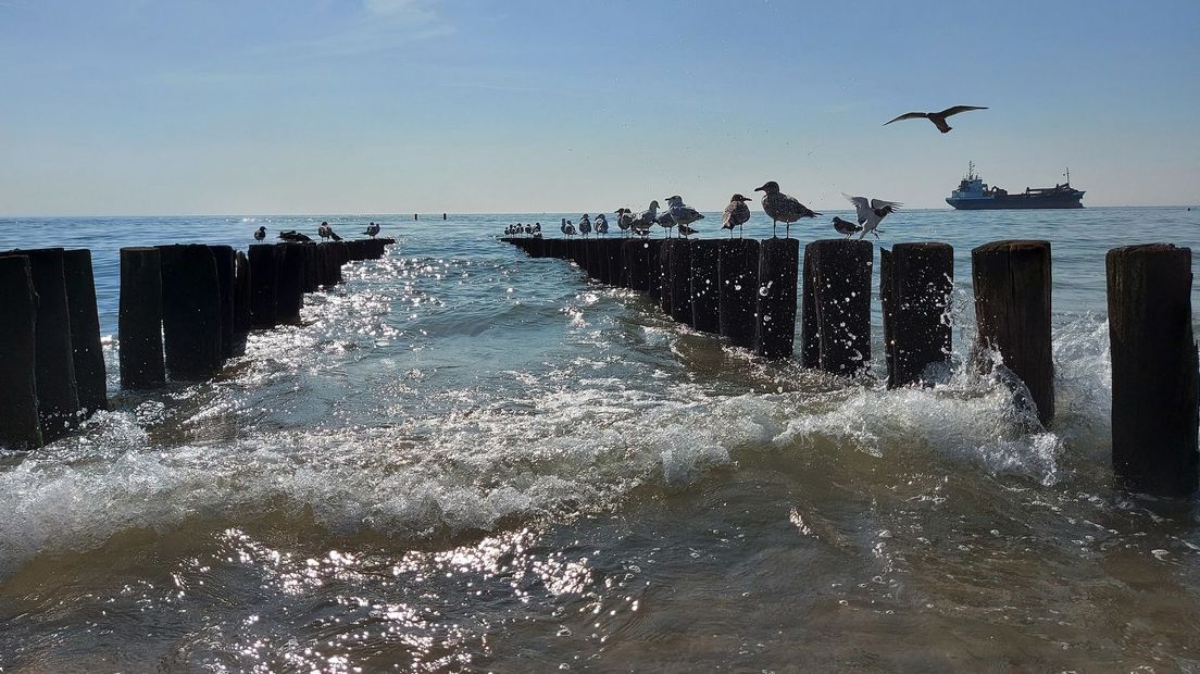 Badgasten meeuwen aan het strand