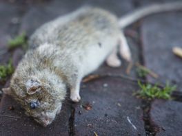 Bewoners ten einde raad door rattenplaag: 'Woonplezier helemaal weg'