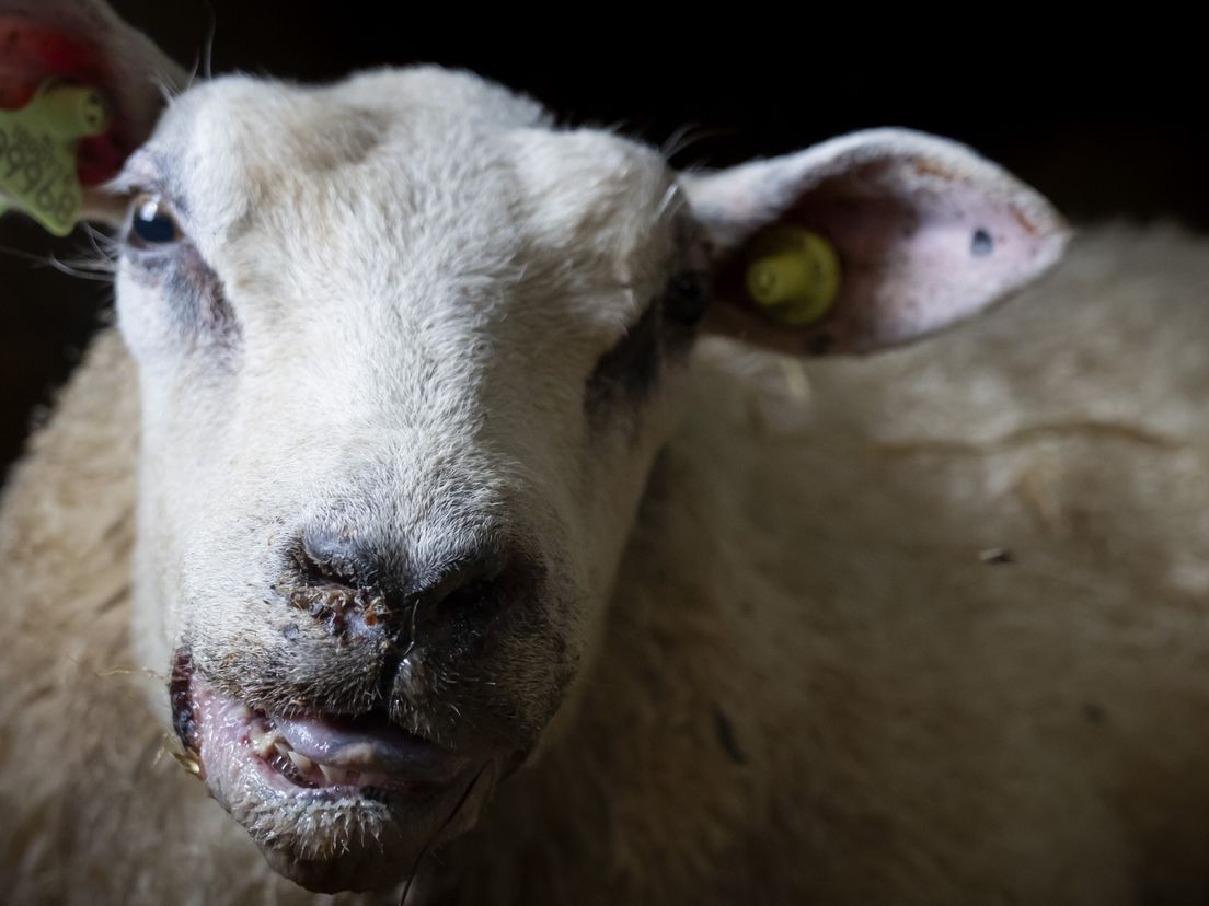 Blijdschap bij schapenhouders: demissionair minister Adema keurt vaccin tegen blauwtong goed