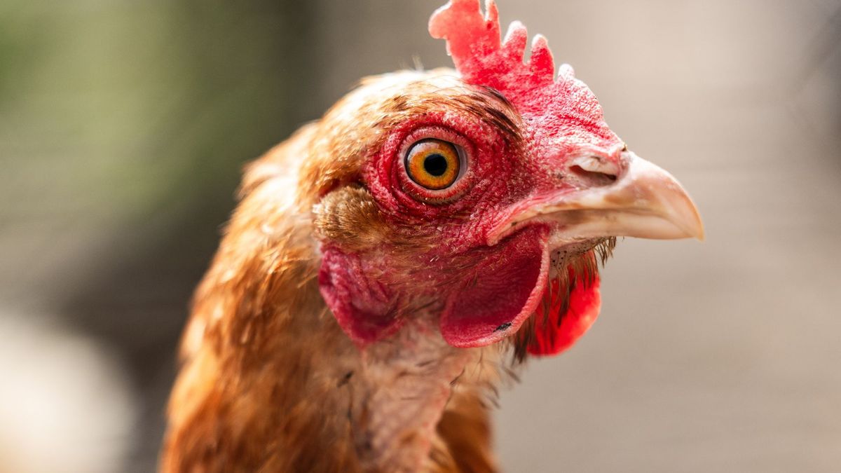 Vogelgriep breidt zich uit in Achterhoek: 60 dieren geruimd in Steenderen