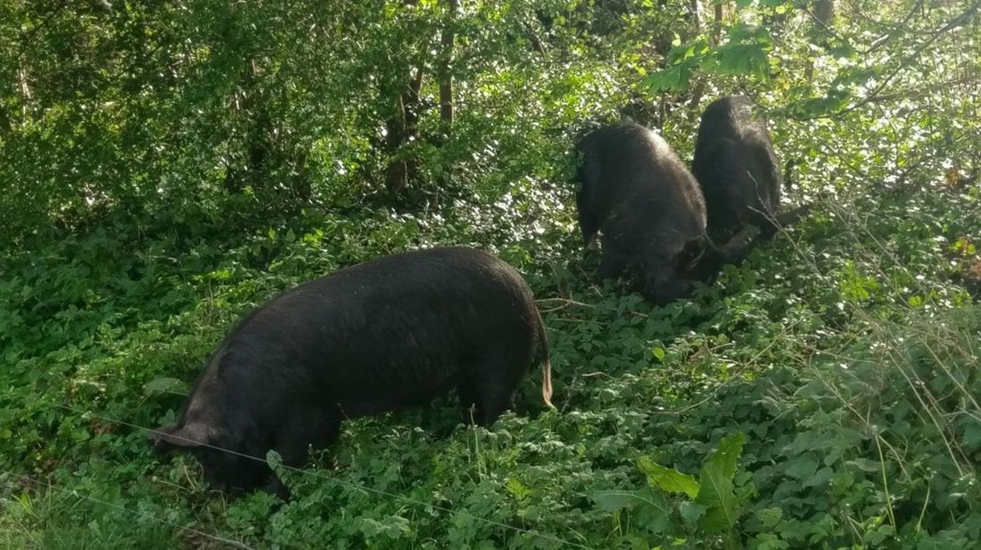 Akkervarkens uit de gemeente Borger-Odoorn