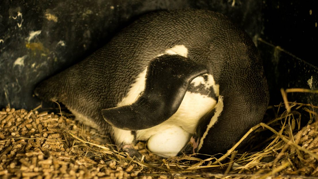 Pinguïn Janneke met haar ei in Sea Life