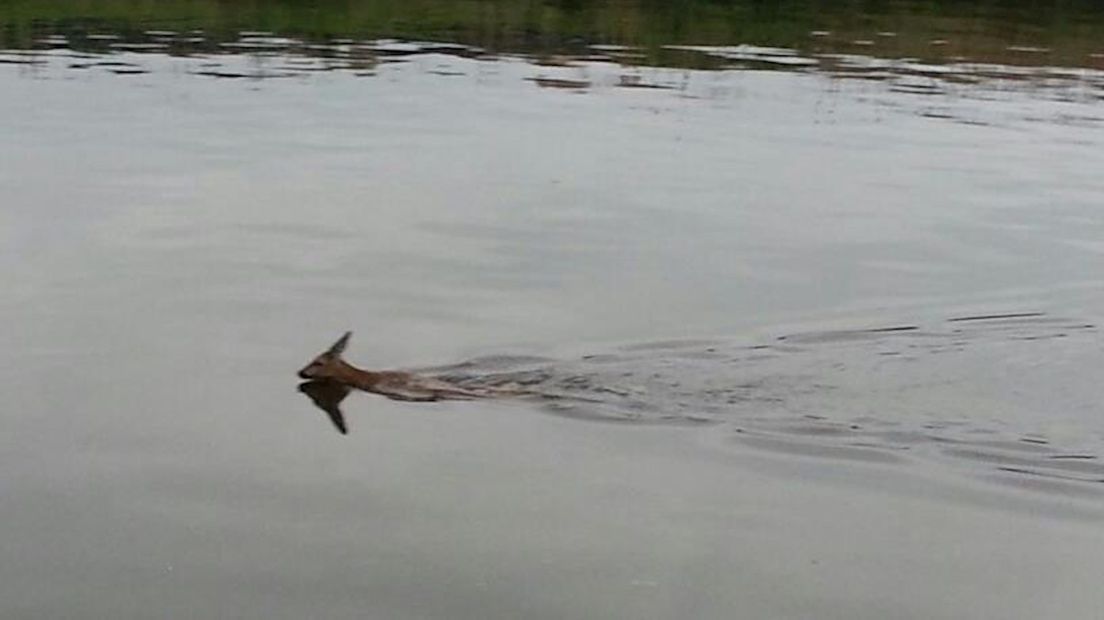 Mannen redden ree uit water in Hardenberg