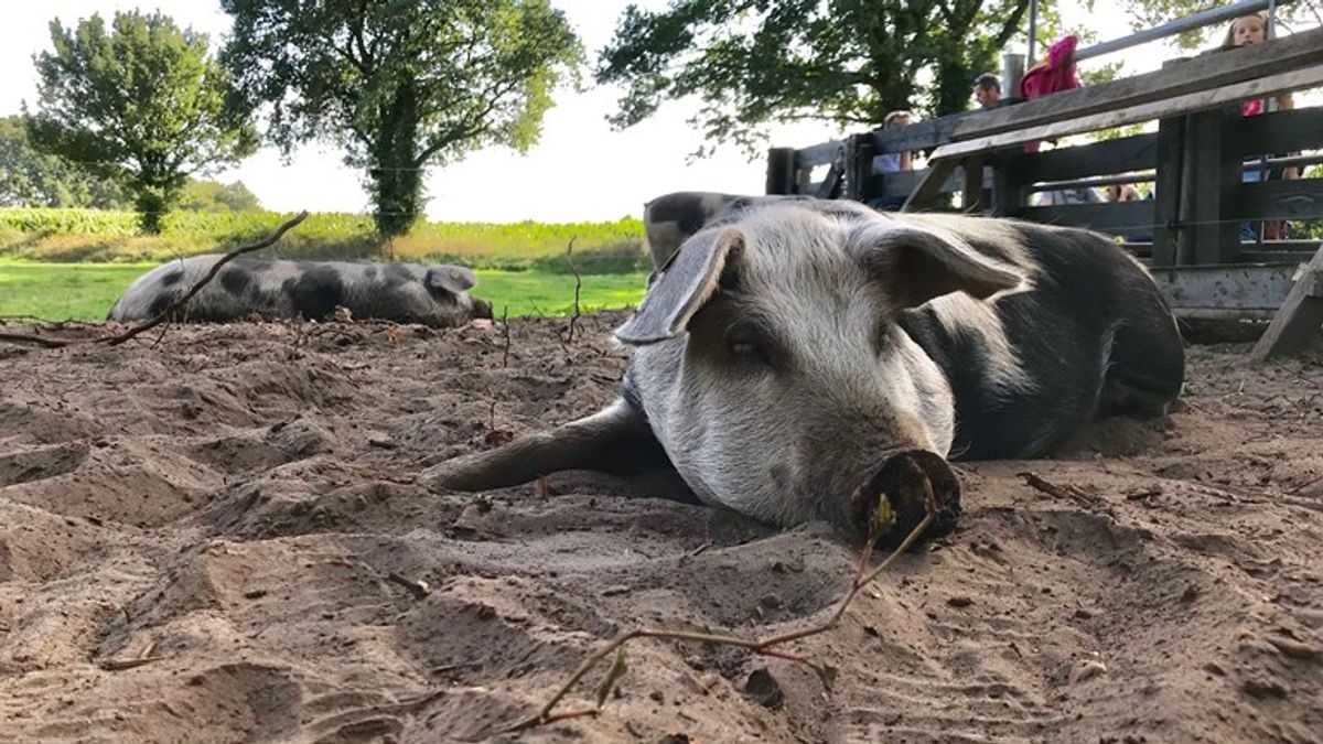 Ekehaar dolblij met dorpsvarkens