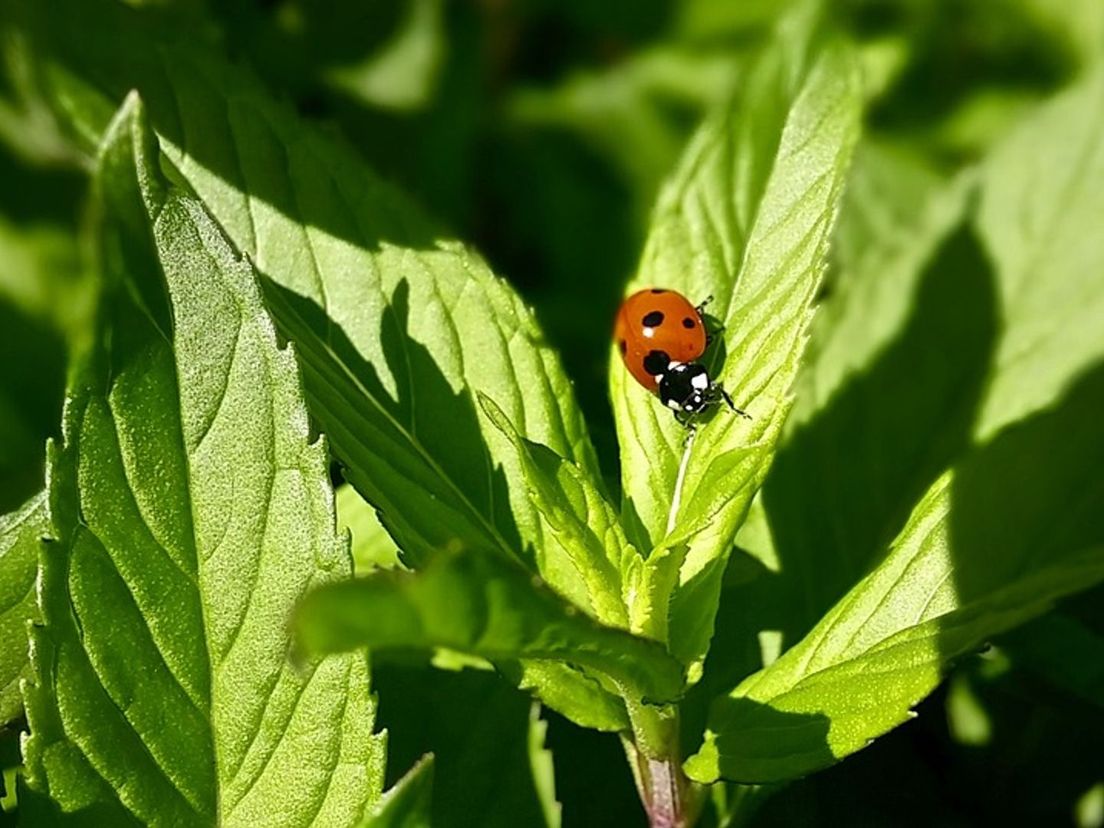 Lieveheersbeestje op muntplantje