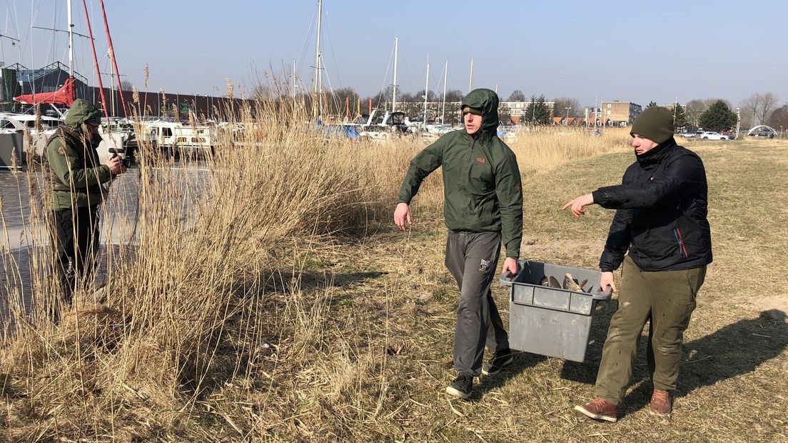 De karpers op weg naar het water