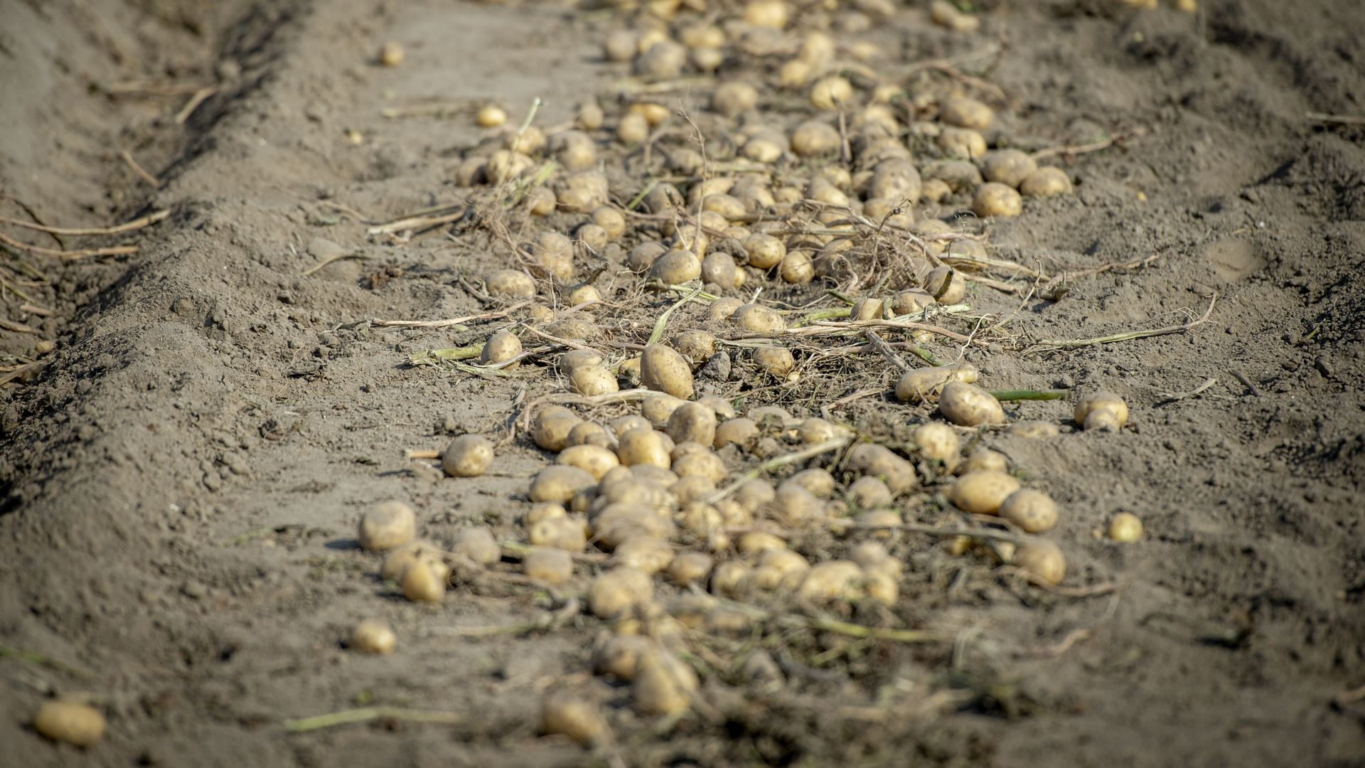 Bert Slöetjes moet zijn aardappels kwijt voor een schijntje