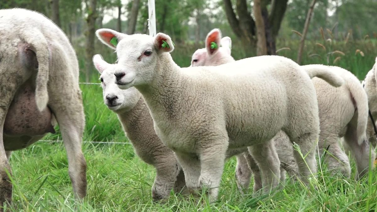 Veearts Vincent Perney vaccineert schapen in avonduren tegen blauwtong