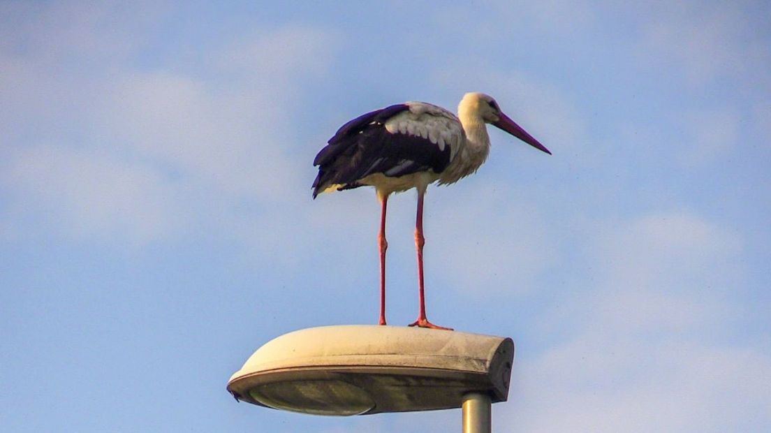 Een ooievaar op een lantaarnpaal in Losser