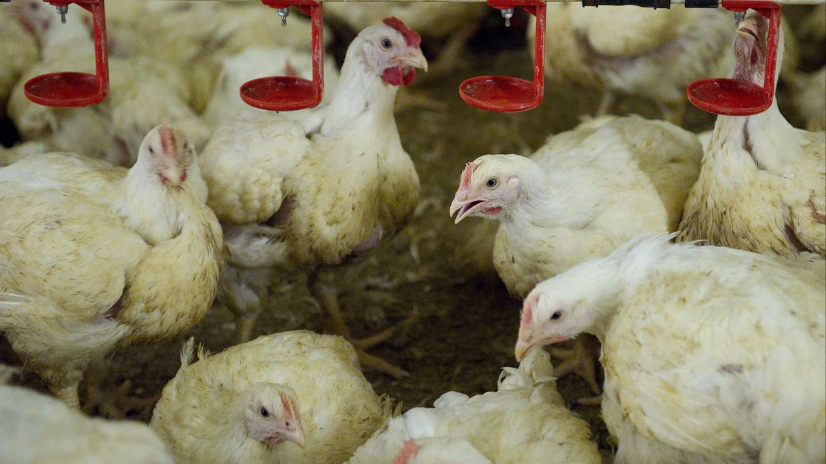 Vogelgriep vastgesteld vlak over de provinciegrens: 162.000 vleeskuikens worden geruimd