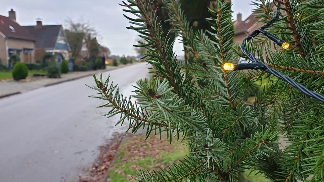 Er komen dertig kerstbomen in deze straat (Rechten: RTV Drenthe/Dylan de Lange) (Rechten: RTV Drenthe)