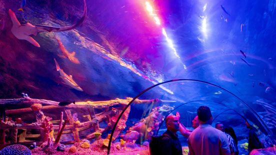 Na elf maanden verbouwen zijn deuren van SEA LIFE open, maar niet iedereen is blij Home
