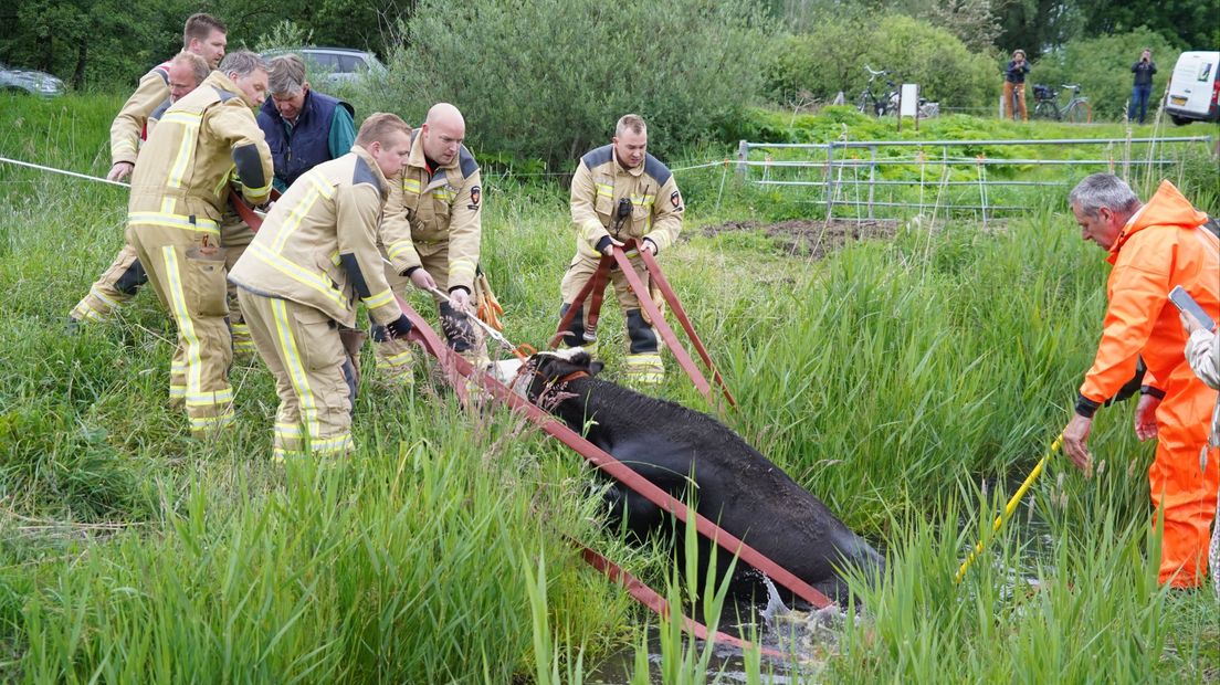 Brandweerlieden halen met vereende krachten de koe uit de sloot