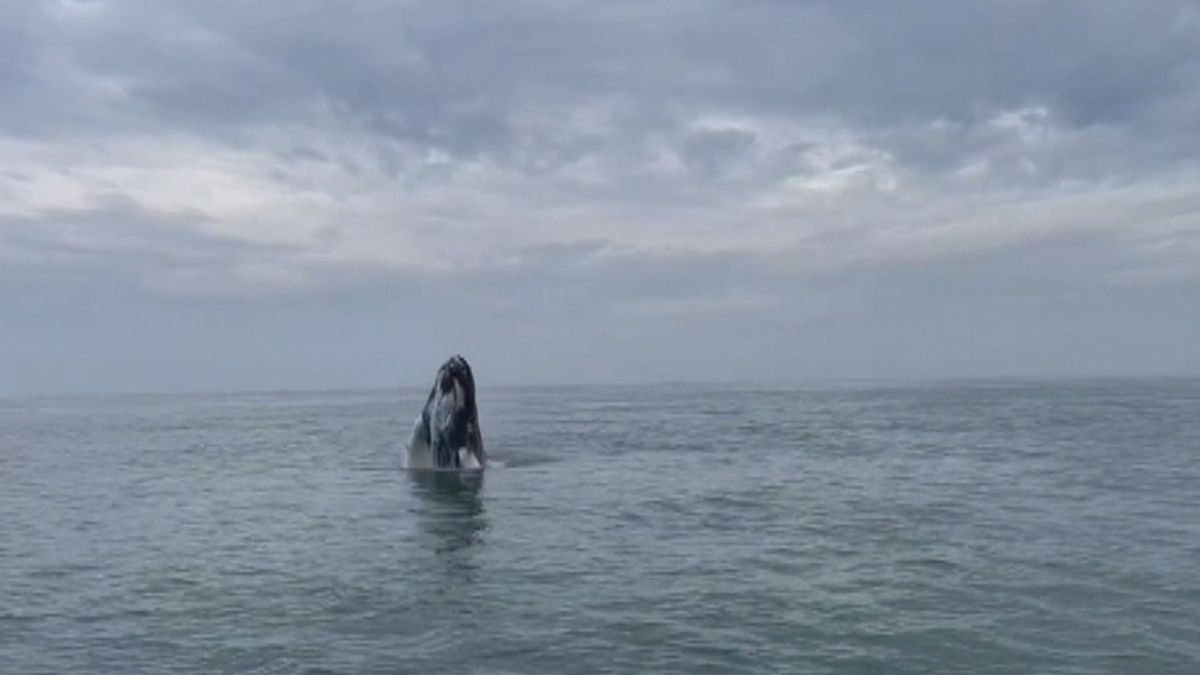 Visser Lourens spot een bultrug voor Westkapelle: 'Zomaar in mijn achtertuin. Geweldig!'