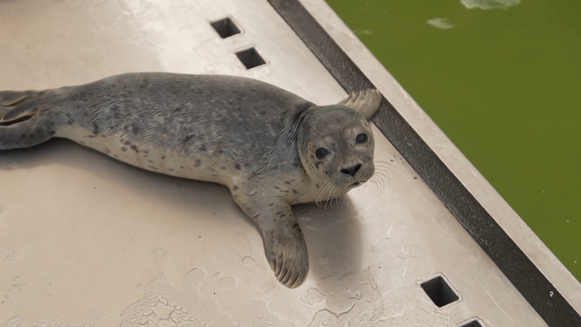 Zeehondenpups worden achtergelaten door moeder vanwege strandbezoekers.