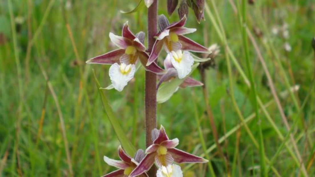 In de zomer zie je hier tal van orchideeën, zoals bijvoorbeeld de Moeraswespenorchis.