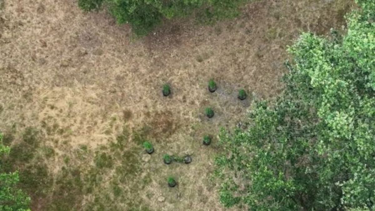 Wildkwekerij met hennepplanten gevonden