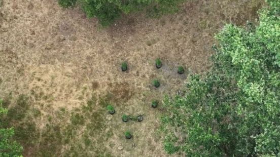Wildkwekerij met hennepplanten gevonden