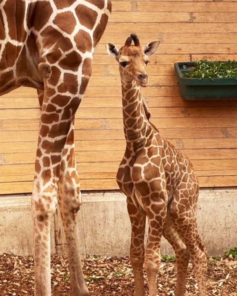 Baby Giraffe silver and black sculpture - Zawadi: African décor, art, homeware, jewellery, corporate gifts
