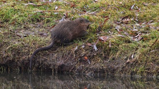 Muskusrat- en beverratbestrijders juist blij met droogte: 'Het kan snel gevaarlijk worden'