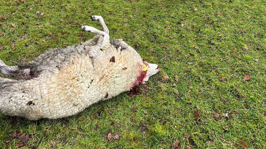 Een van de gedode schapen.