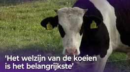 Boerderij in Halle wint prijs voor omgaan met koeien