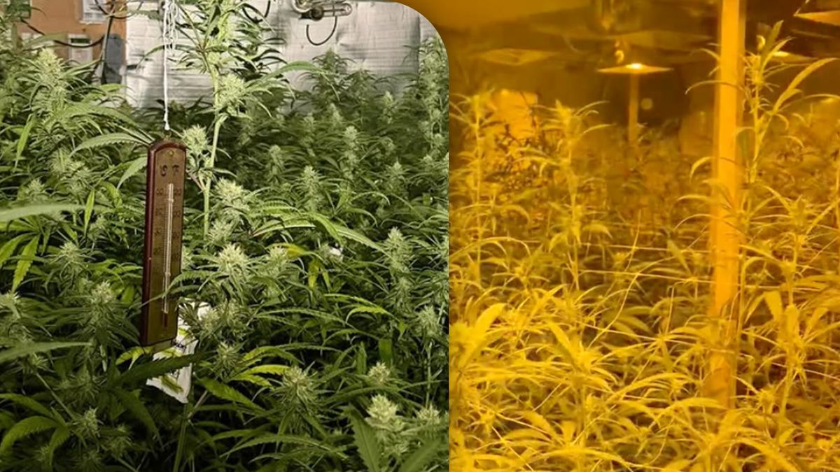 Hennepkwekerijen opgerold in Venray en in Kerkrade verborgen in geheime ruimte achter brandslang