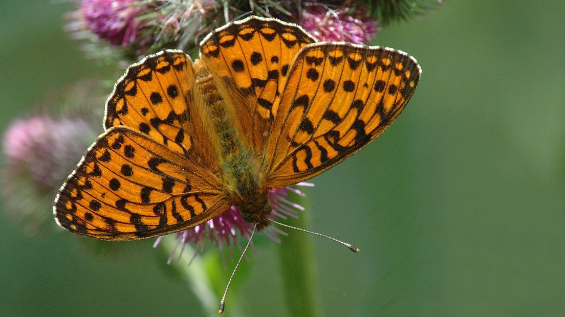 De grote parelmoervlinder, een bedreigde vlindersoort (Rechten: Free Nature Images/Jan van der Straaten)