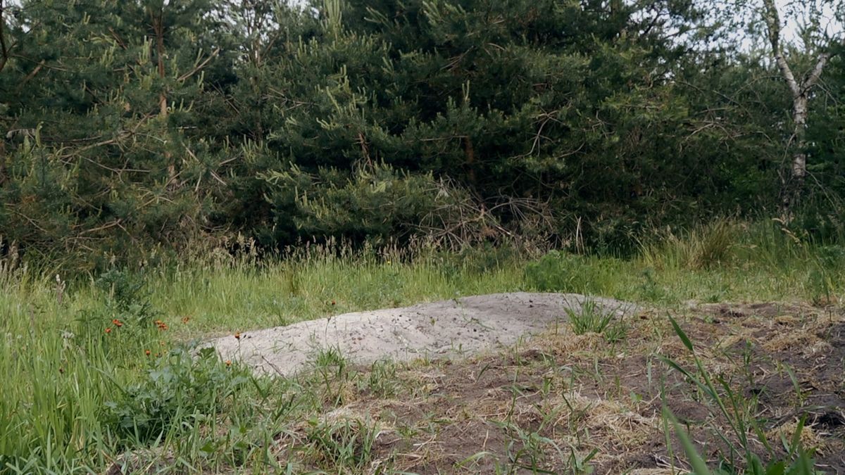 De Wolden wil natuurbegraafplaats: 'Past bij landelijke gemeente'