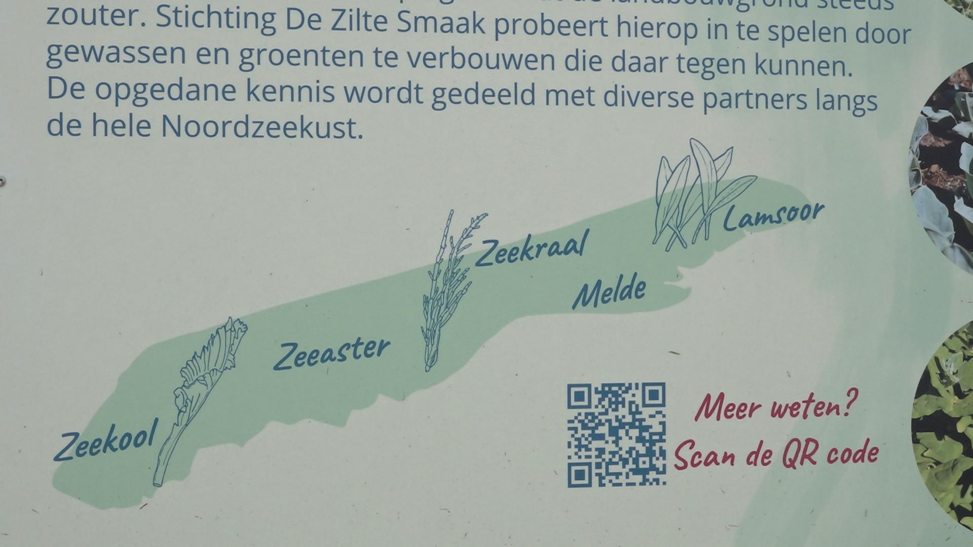 Voorbeeld van zilte groente in de Zilte Tuin