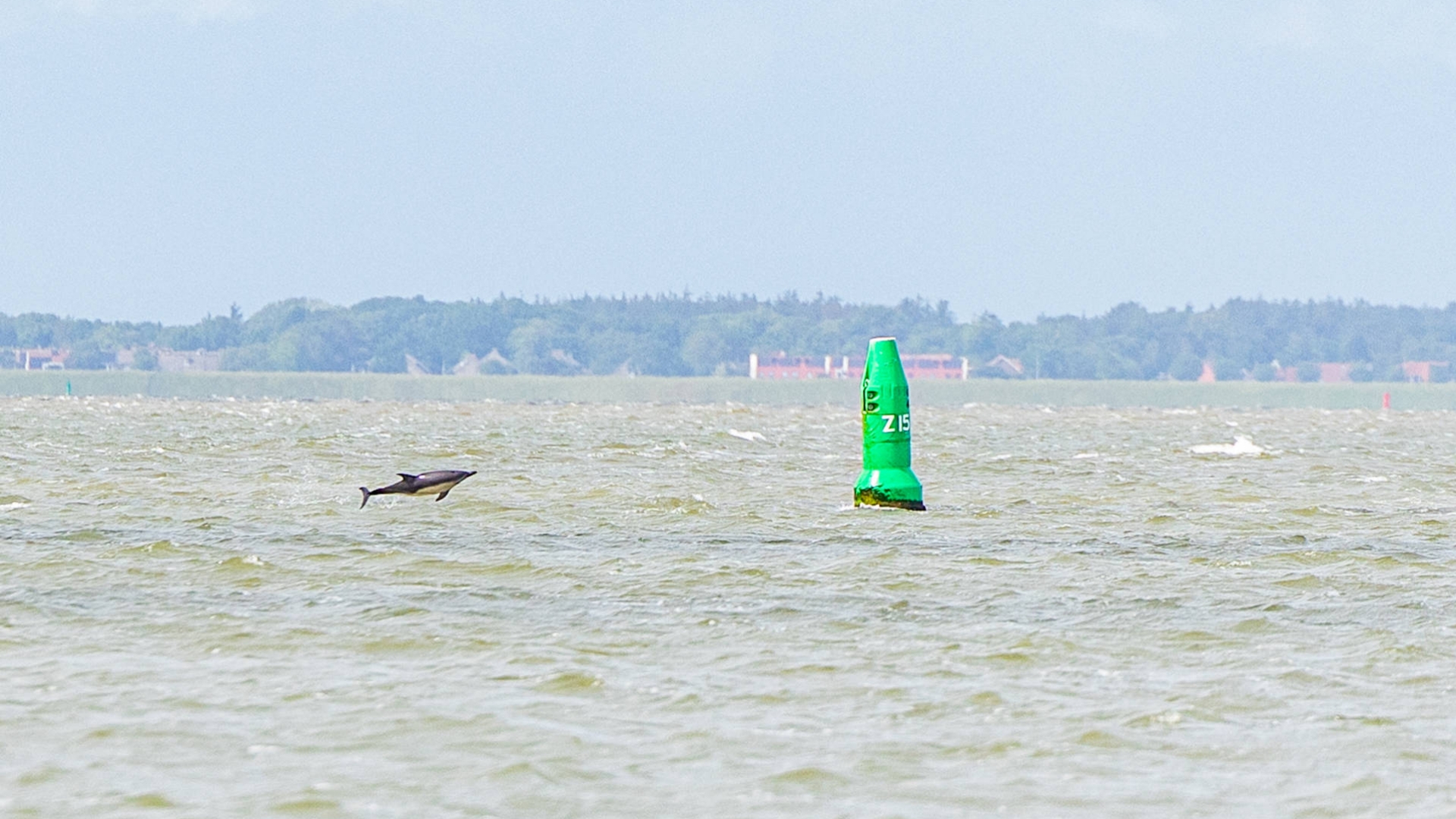 Dolfijnen zwemmen in Waddenzee bij Lauwersoog