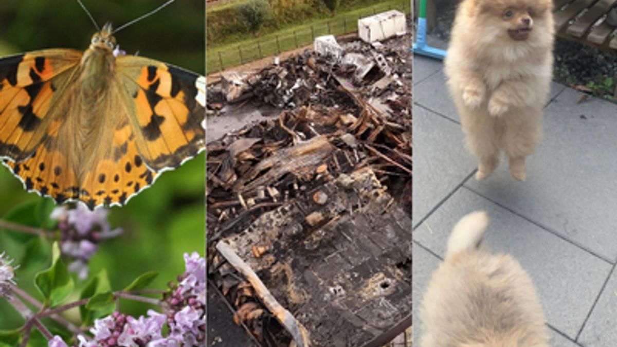 Havenpuppy's, spookcamping Marina Beach en brand bij Bliek: dit was 2025 in Zeeland