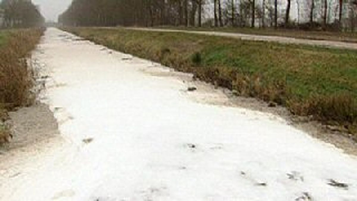 Mussel A vervuild door mest