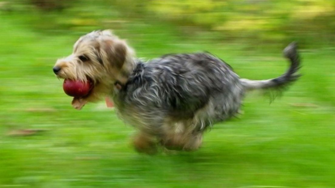 Een loslopende hond